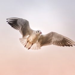 Une mouette volant devant un ciel rosé.