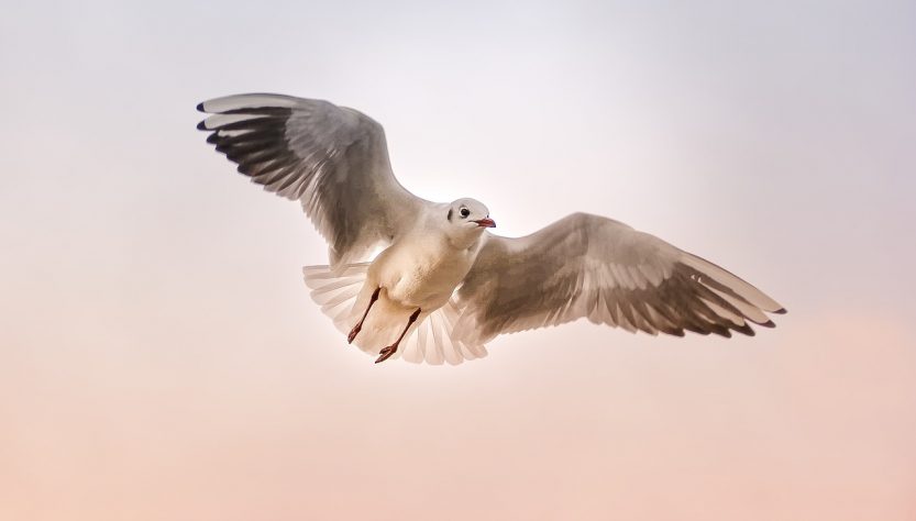 Une mouette volant devant un ciel rosé.